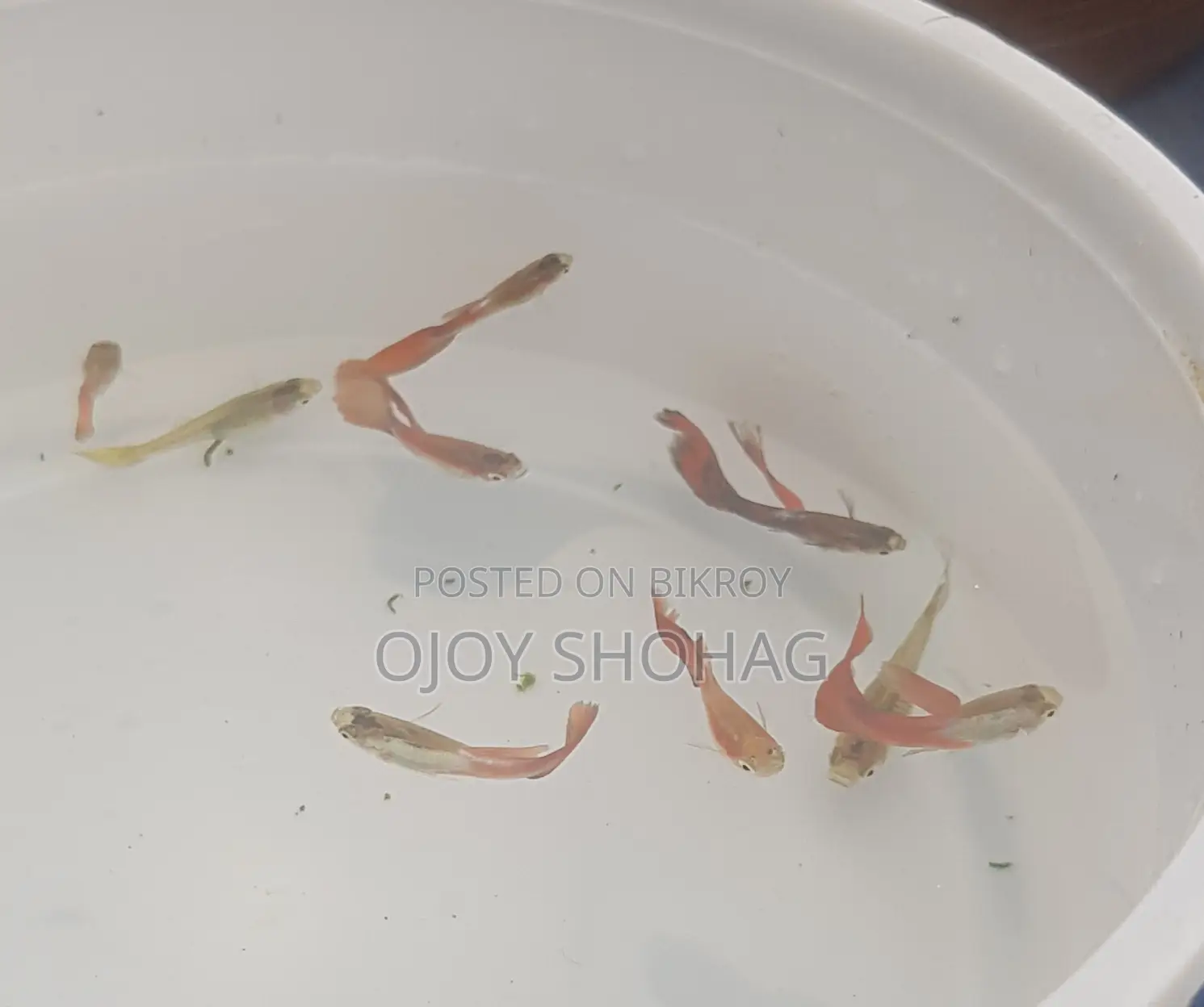 Gappy Fish