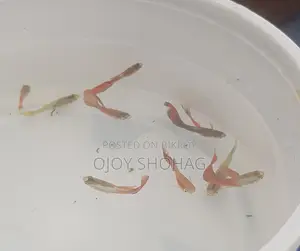 Gappy Fish