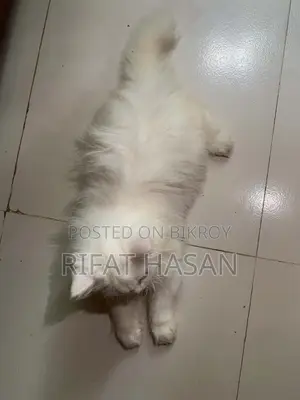3-6 months Male Purebred Persian