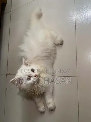 3-6 months Male Purebred Persian