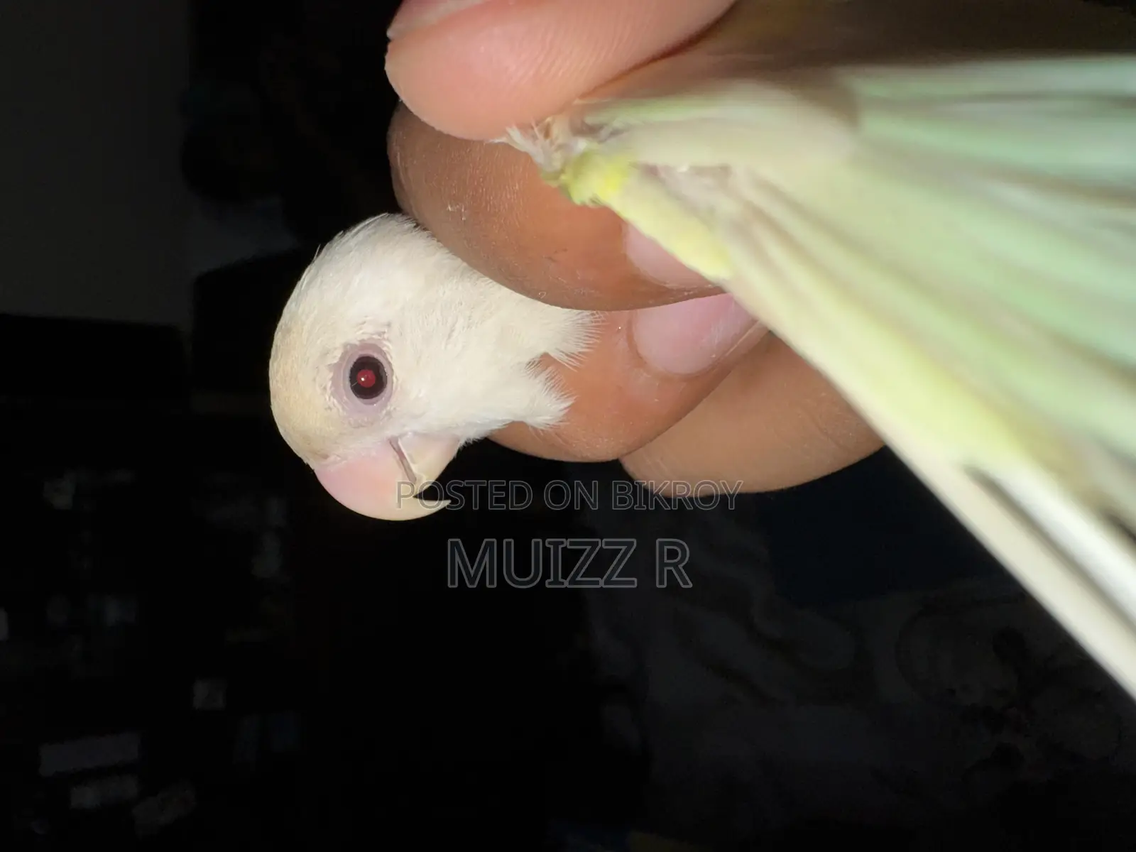 Red Eye Cremino Running Lovebird Sell. Female