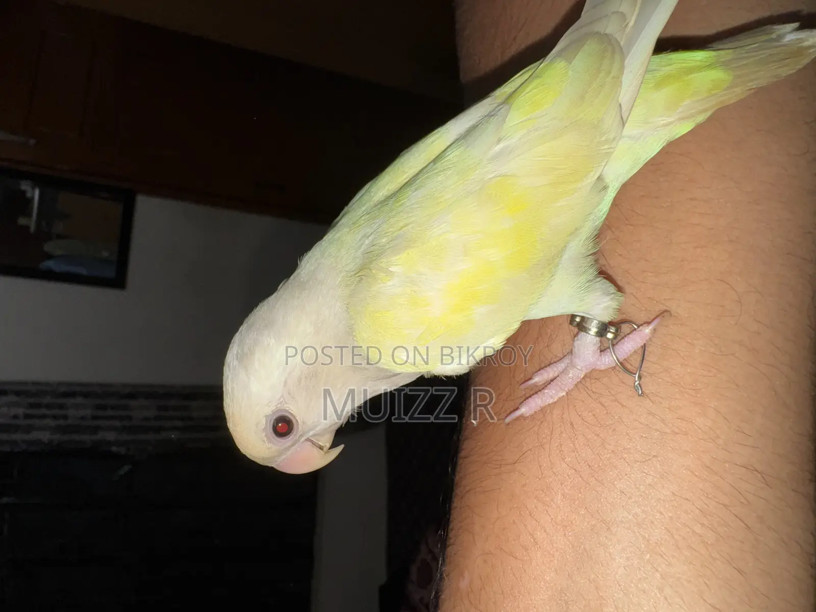 Red Eye Cremino Running Lovebird Sell. Female