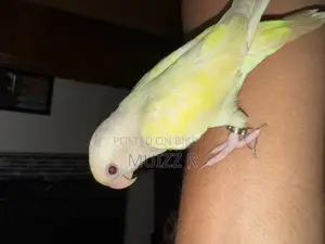 রেড আই ক্রিমিনো রানিং লাভবার্ড সেল। ফিমেল