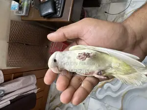 Red Eye Cremino Running Lovebird Sell. Female