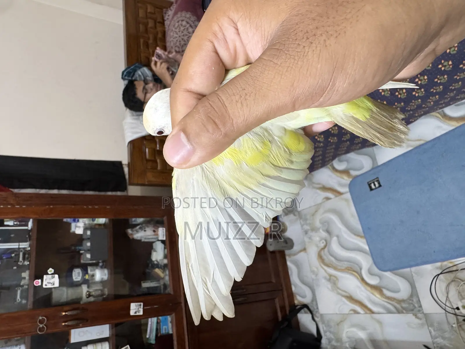Red Eye Cremino Running Lovebird Sell. Female