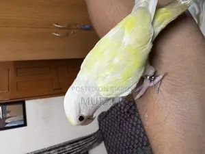 Red Eye Cremino Running Lovebird Sell. Female