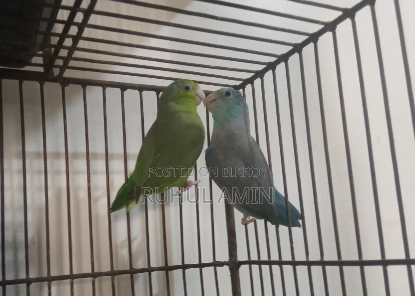 Forpus and Budgerigar