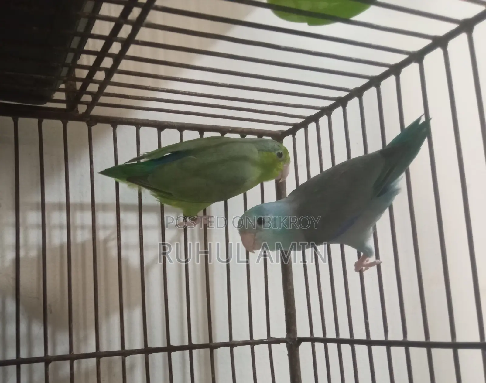 Forpus and Budgerigar