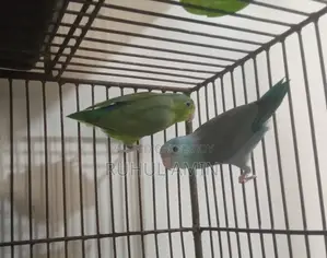 Forpus and Budgerigar