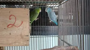 Forpus and Budgerigar