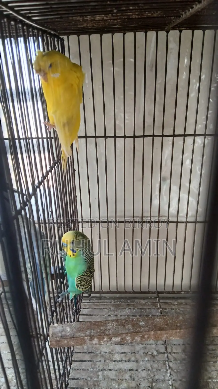 Forpus and Budgerigar