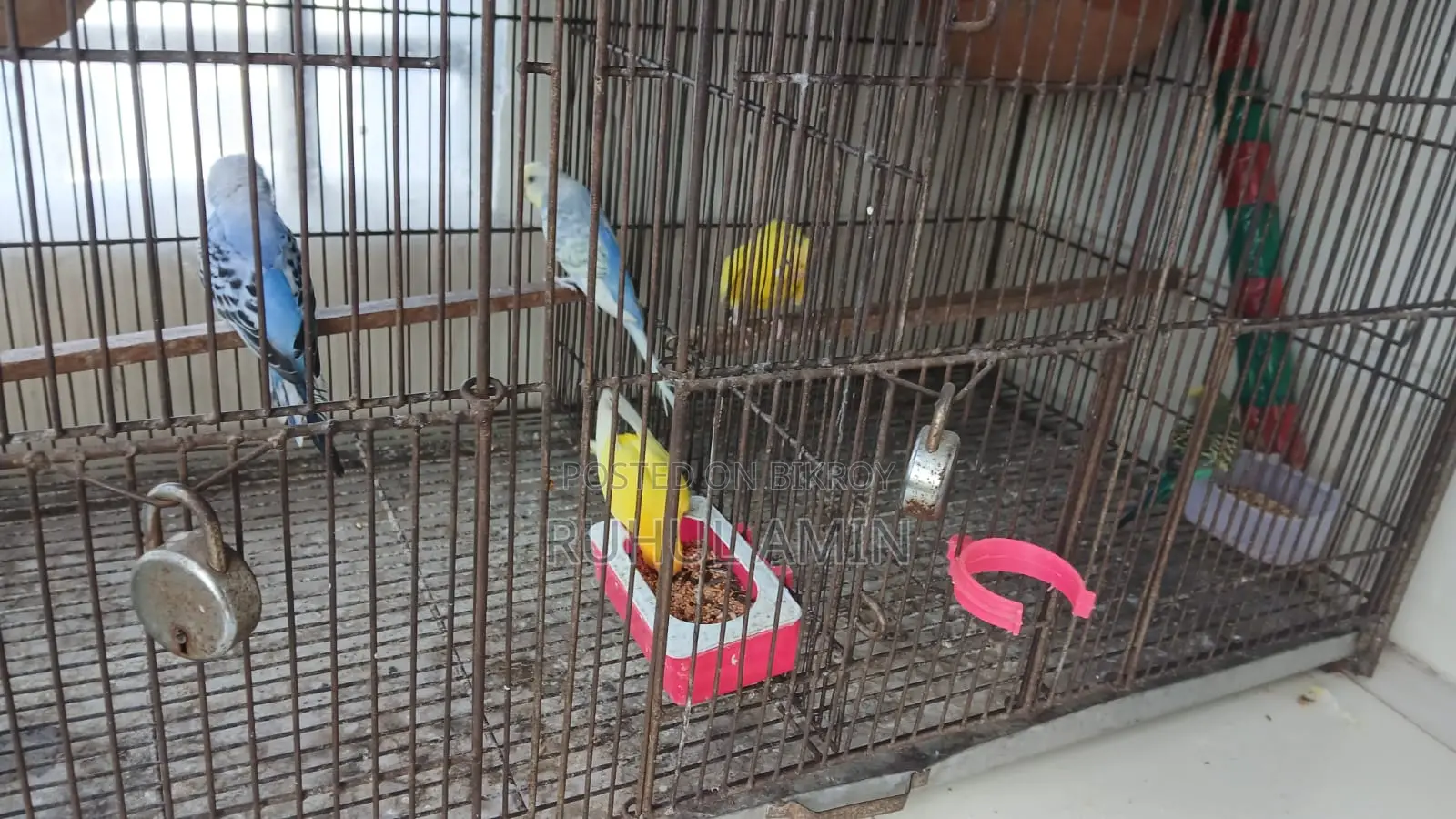 Forpus and Budgerigar