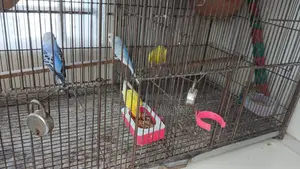 Forpus and Budgerigar