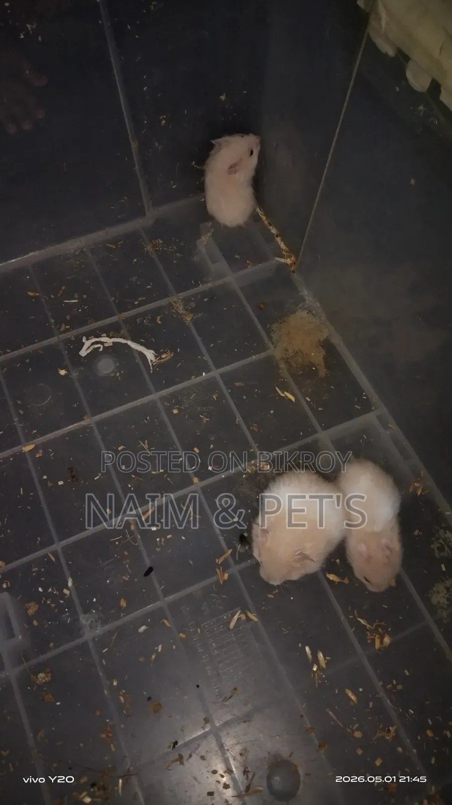 Syrian Hamster for Sale!