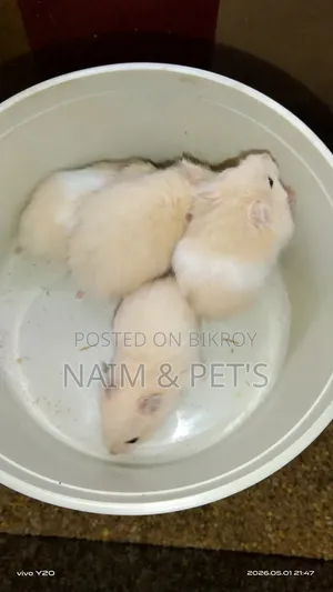 Syrian Hamster for Sale!
