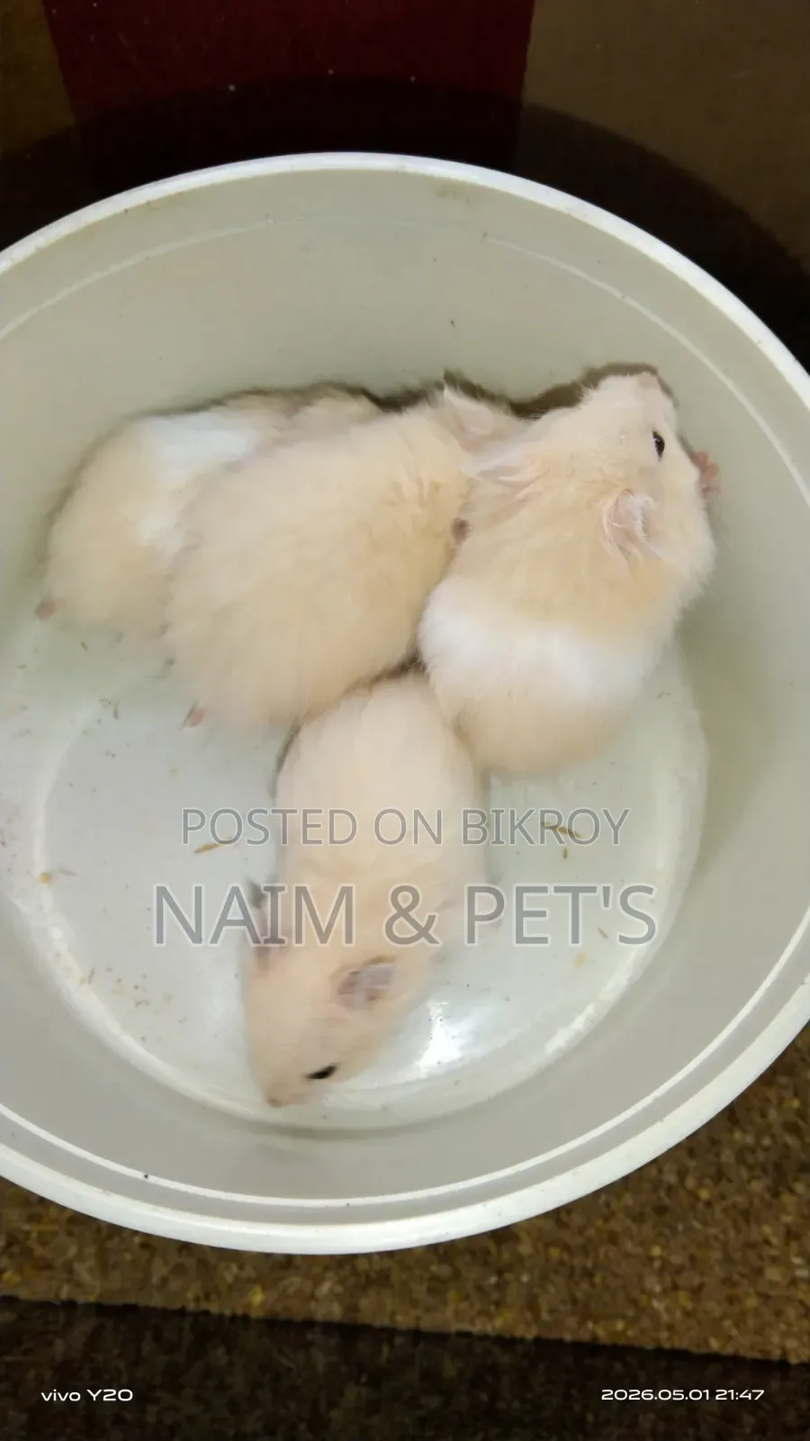 Syrian Hamster for Sale!