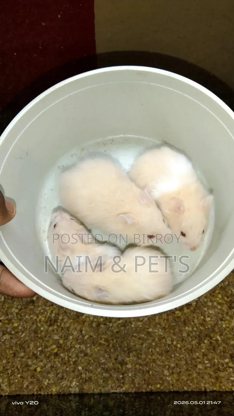 Syrian Hamster for Sale!