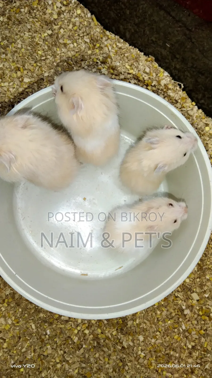 Syrian Hamster for Sale!
