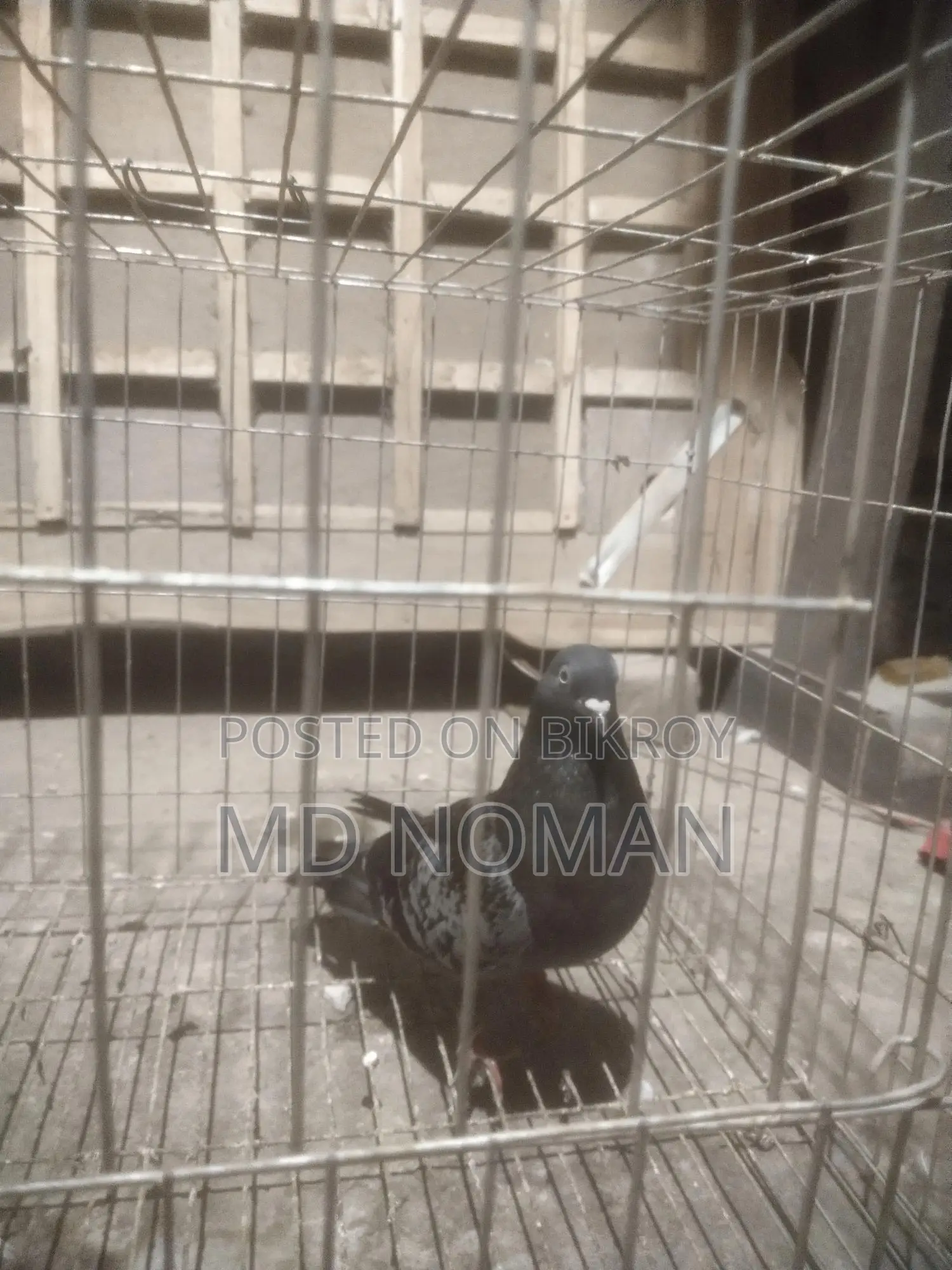 Pigeon Lover