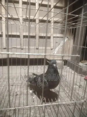 Pigeon Lover