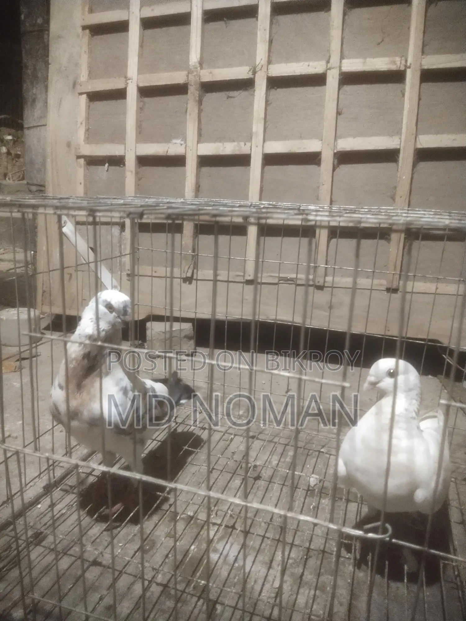 Pigeon Lover