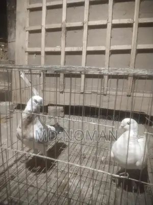 Pigeon Lover
