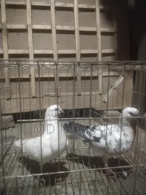 Pigeon Lover