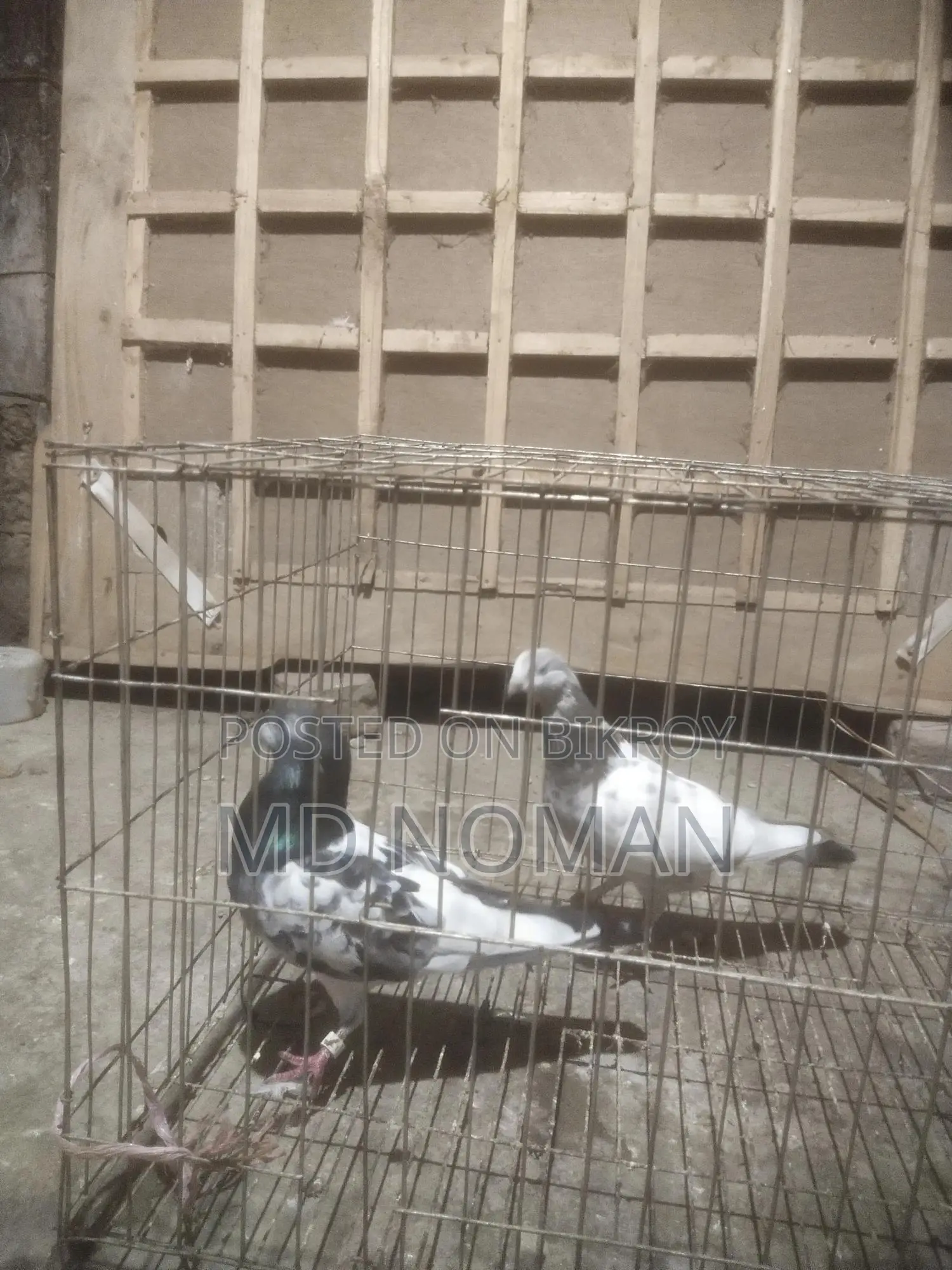 Pigeon Lover