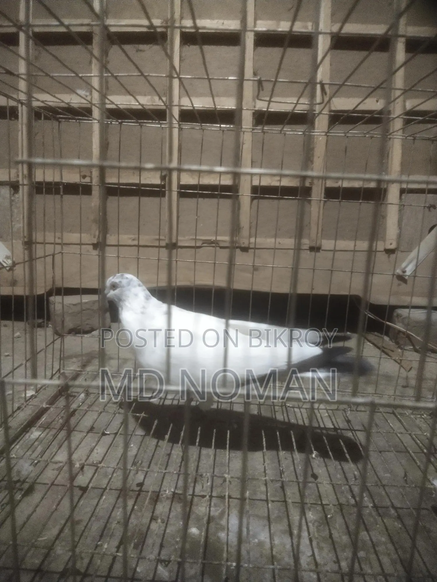 Pigeon Lover