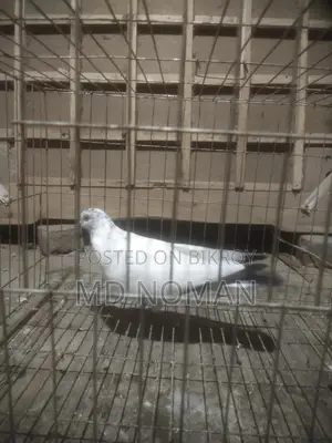 Pigeon Lover