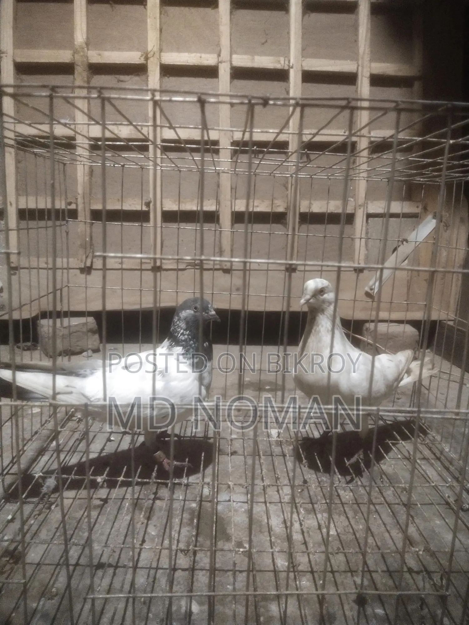 Pigeon Lover