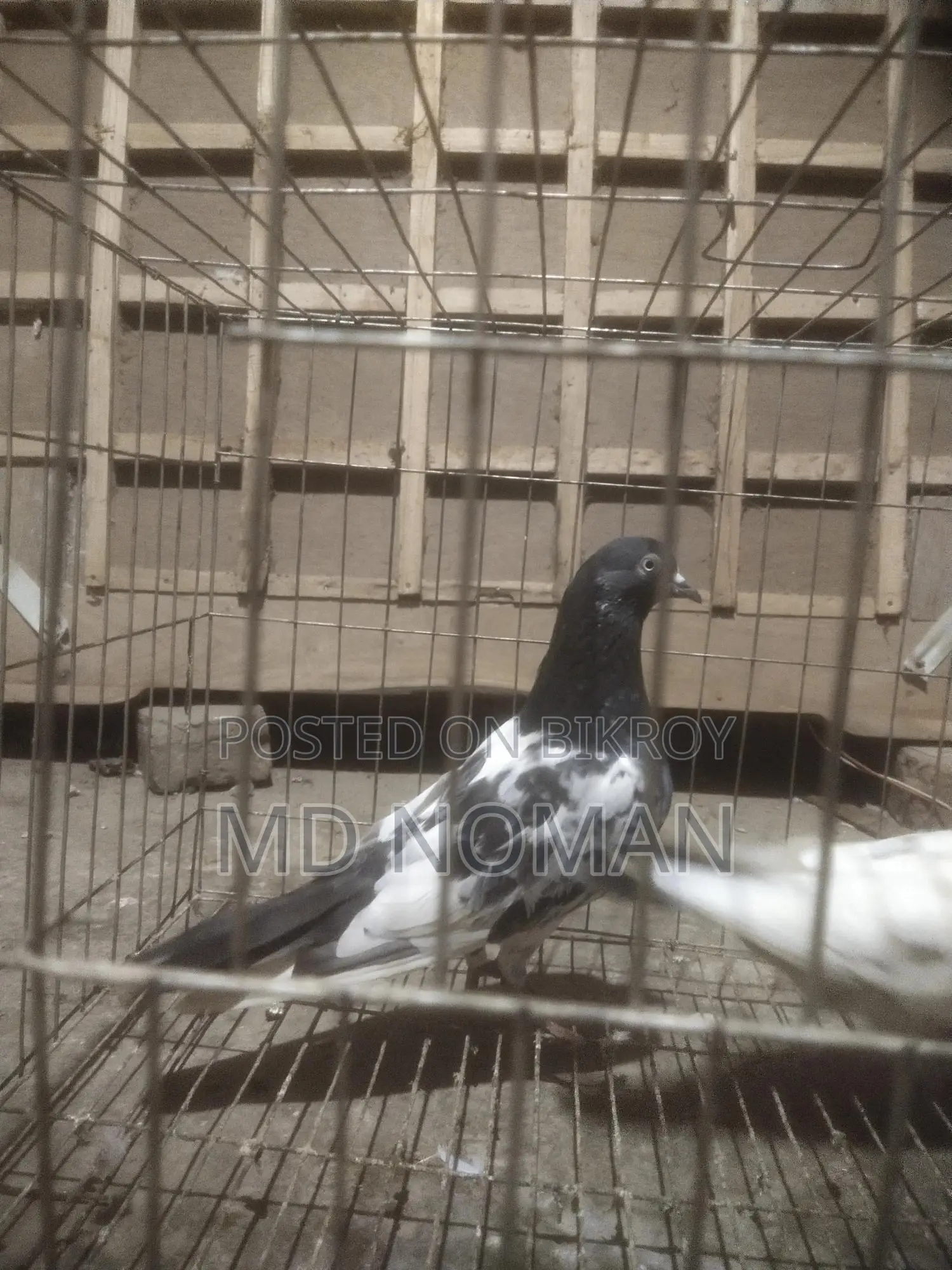 Pigeon Lover