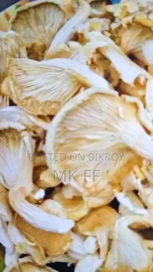 Oyster Masrum
