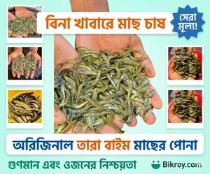 তাড়াবাইম মাছের পোনা বিক্রি