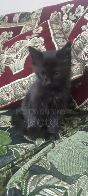 1-3 Months Female Mixed Breed Persian