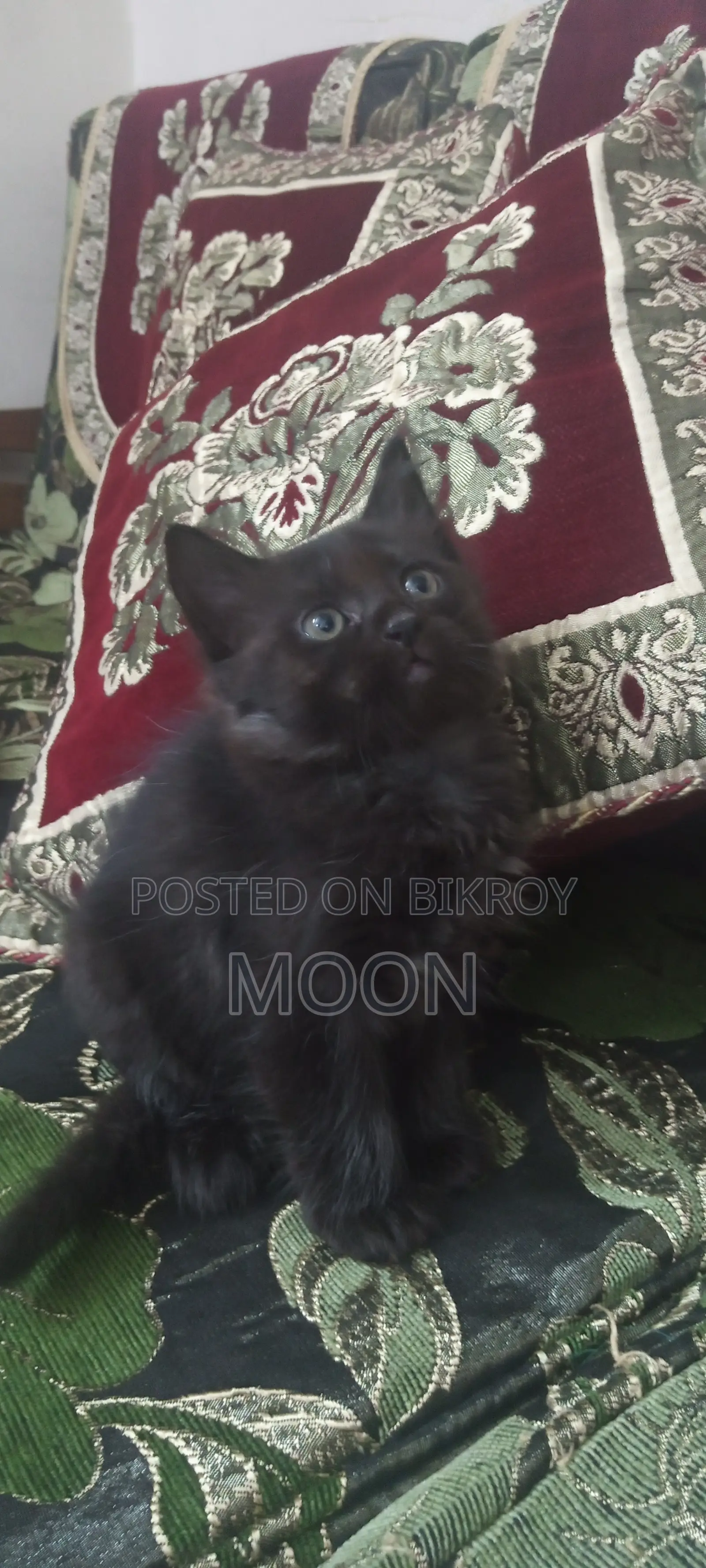1-3 Months Female Mixed Breed Persian
