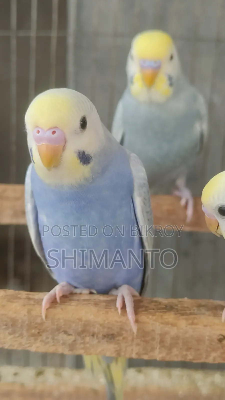 Rainbow Budgerigar