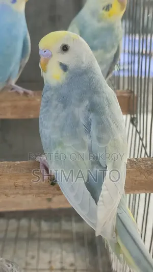 Rainbow Budgerigar