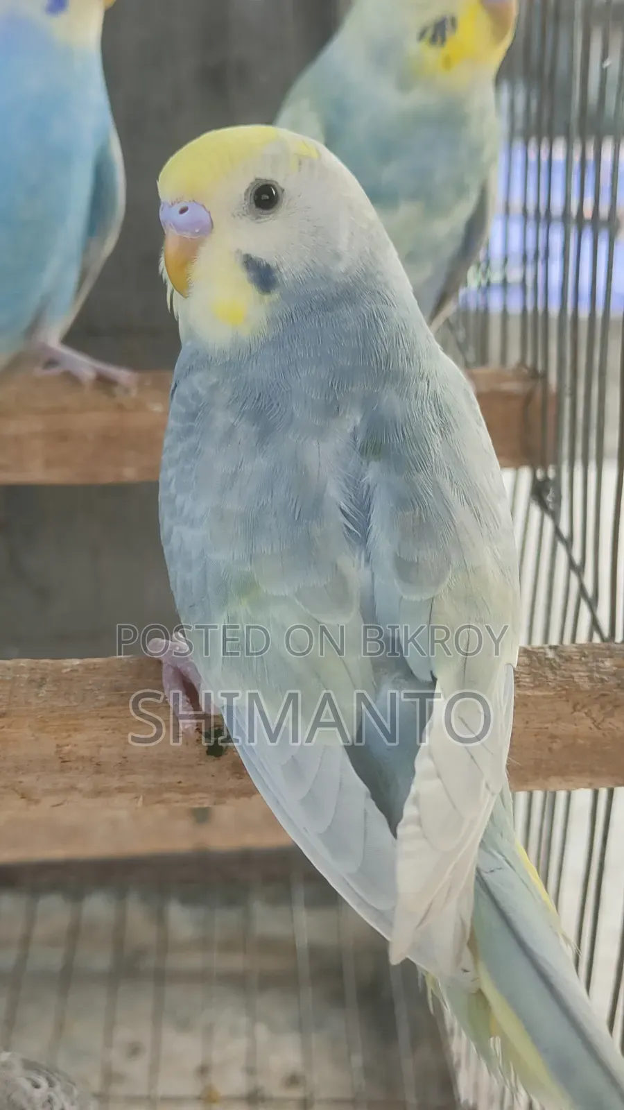 Rainbow Budgerigar