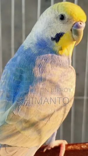 Rainbow Budgerigar