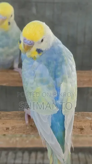 Rainbow Budgerigar