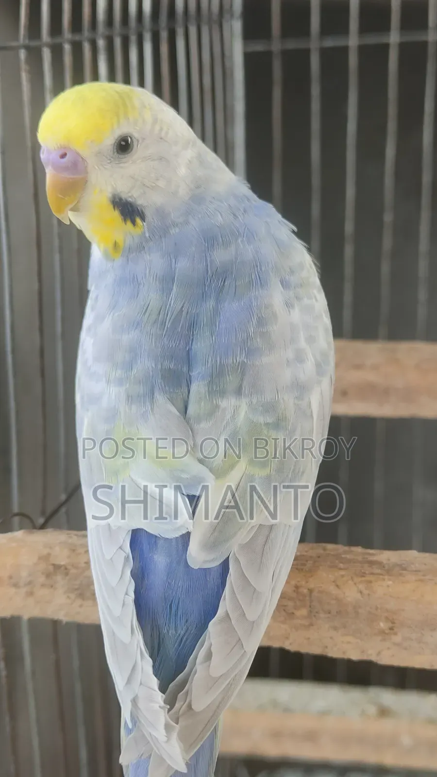 Rainbow Budgerigar