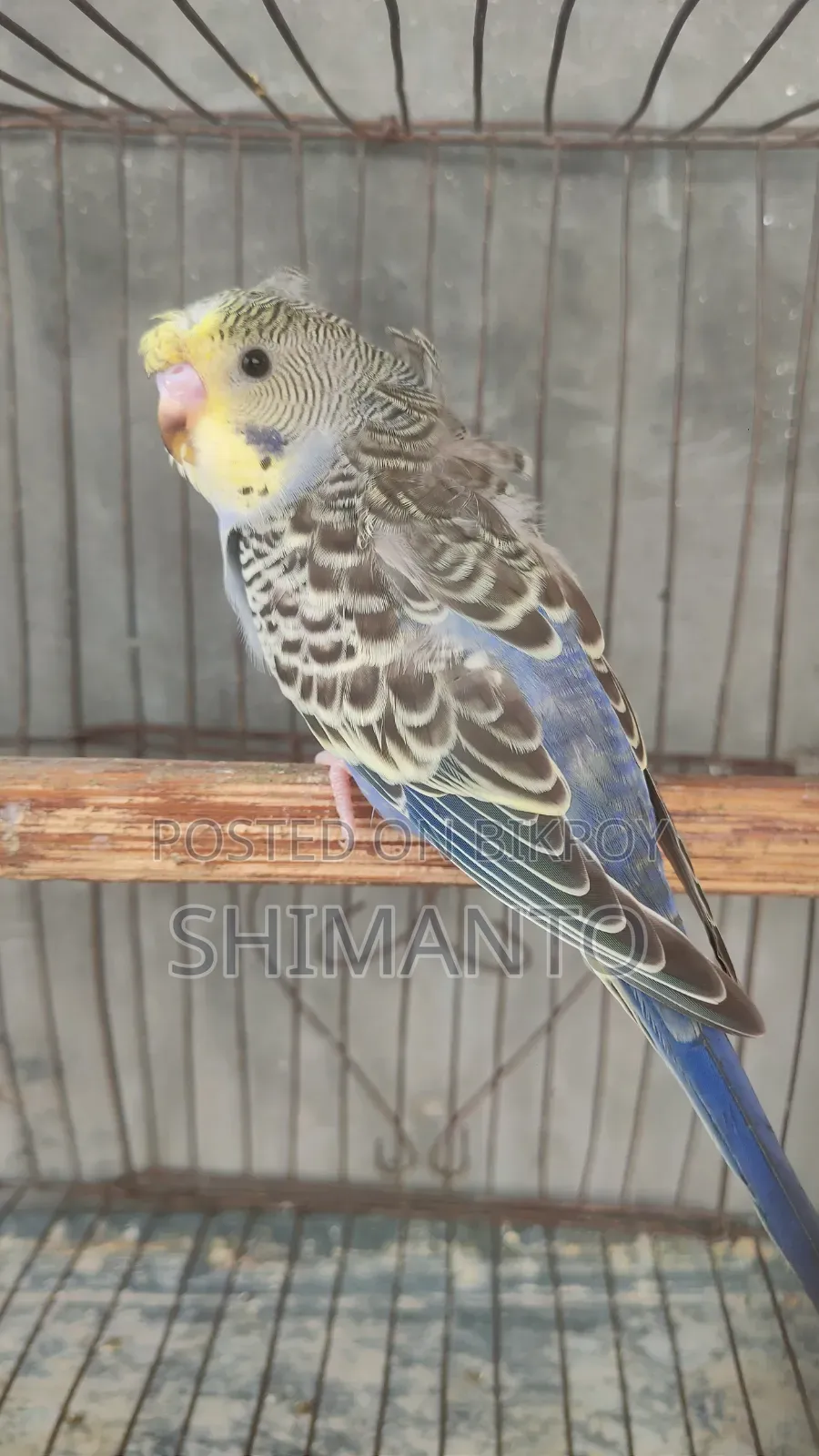 Jp Df Gf Anthracite Split Purple Crested Male Baby