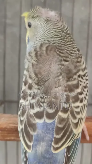 Jp Df Gf Anthracite Split Purple Crested Male Baby