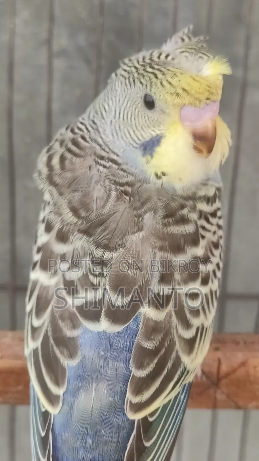 Jp Df Gf Anthracite Split Purple Crested Male Baby