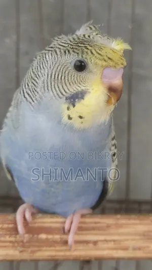 Jp Df Gf Anthracite Split Purple Crested Male Baby