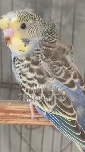 Jp Df Gf Anthracite Split Purple Crested Male Baby