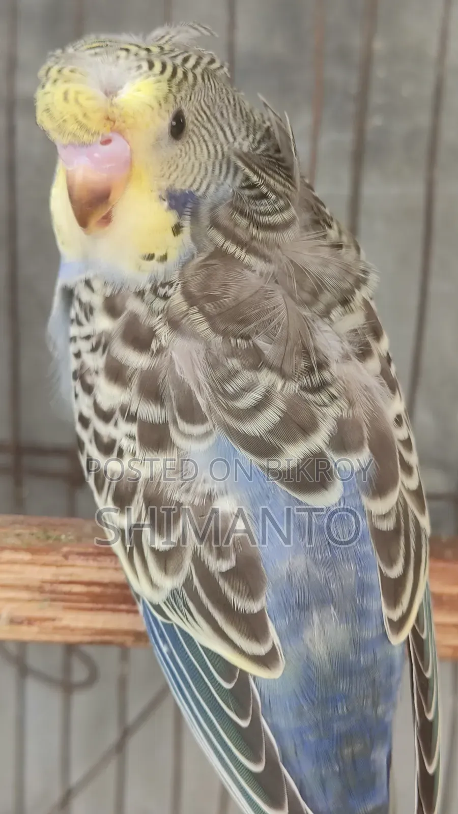 Jp Df Gf Anthracite Split Purple Crested Male Baby