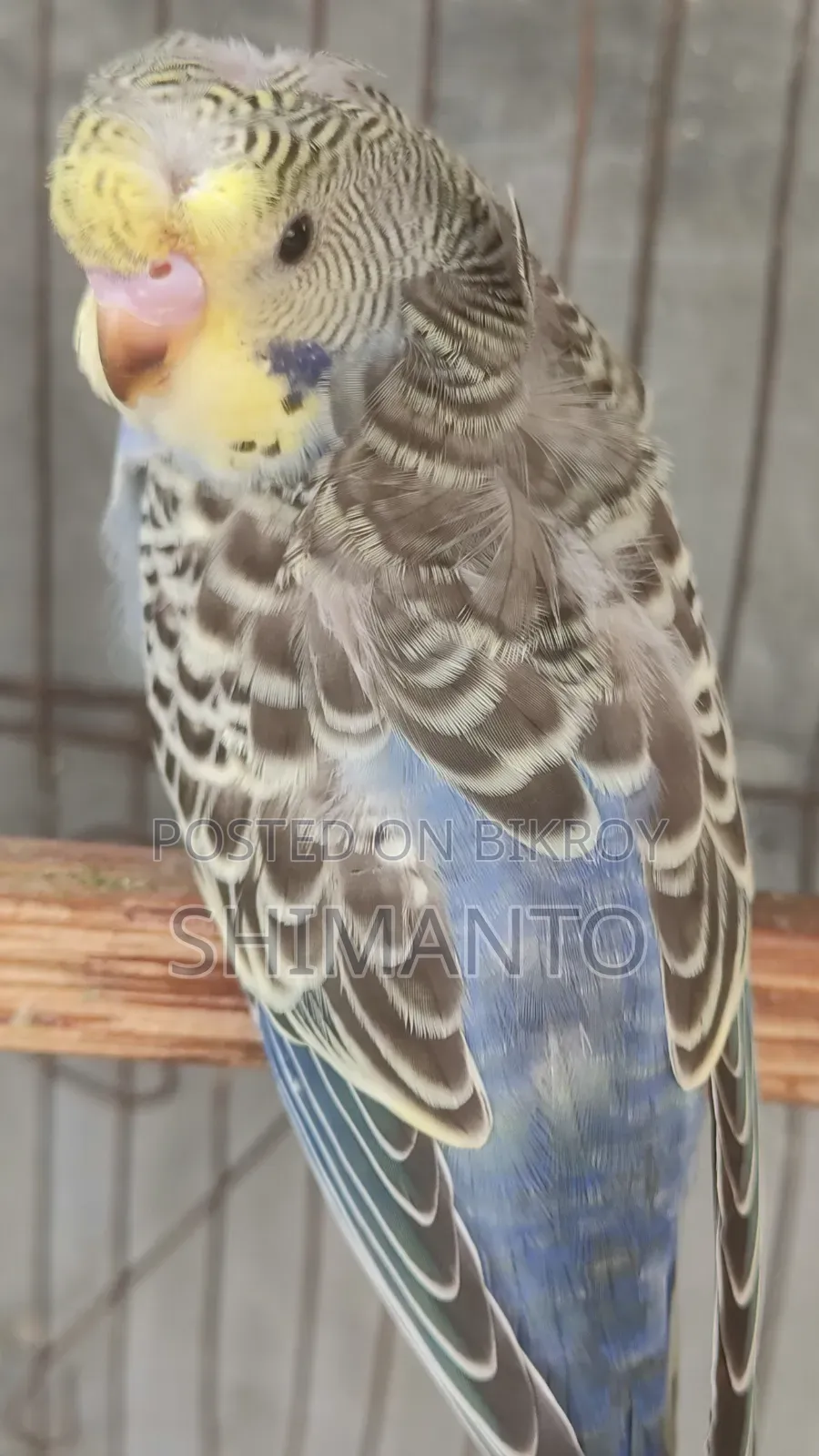 Jp Df Gf Anthracite Split Purple Crested Male Baby