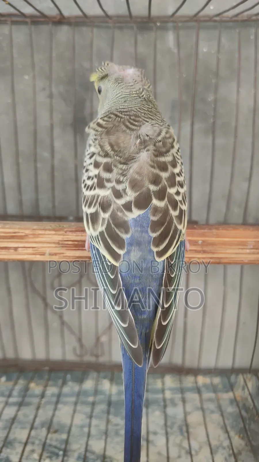 Jp Df Gf Anthracite Split Purple Crested Male Baby